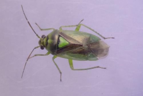 Réf. 181 623 : Orthops campestris